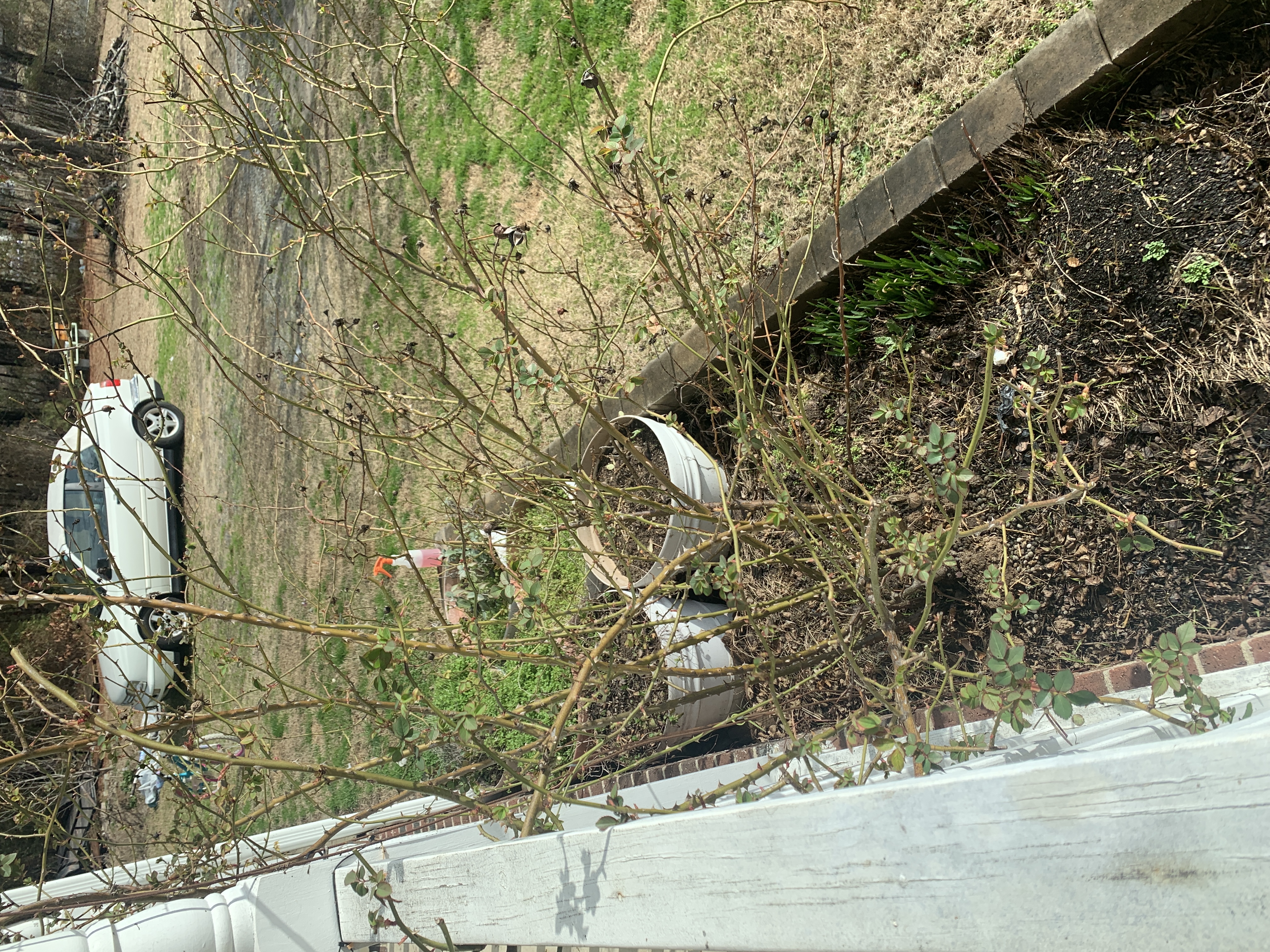 pruning